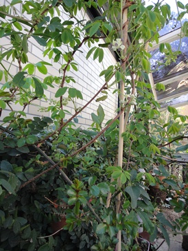 f0195963_13272683.jpg