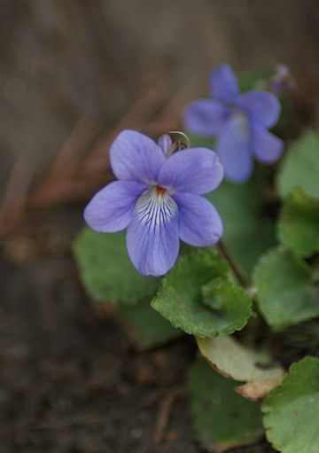 a0039366_23291563.jpg