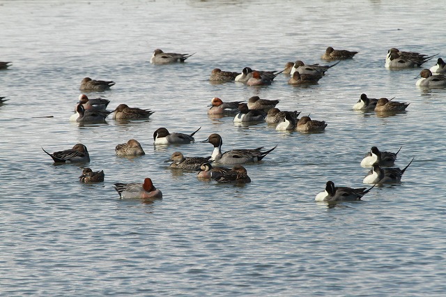 f0000866_1701277.jpg