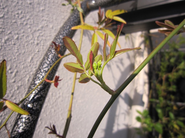 c0202870_16433654.jpg