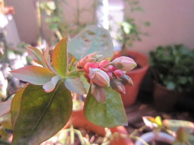 c0202870_17172080.jpg