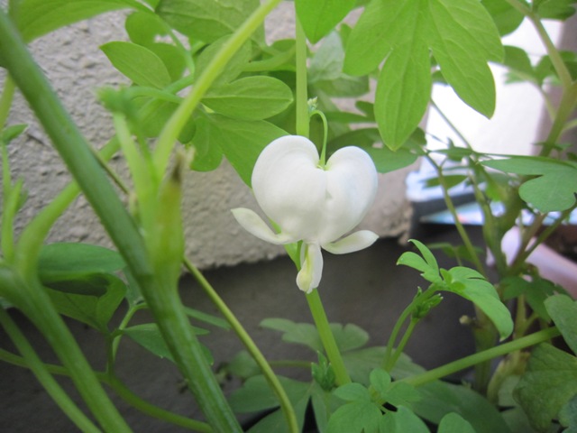 c0202870_17175147.jpg