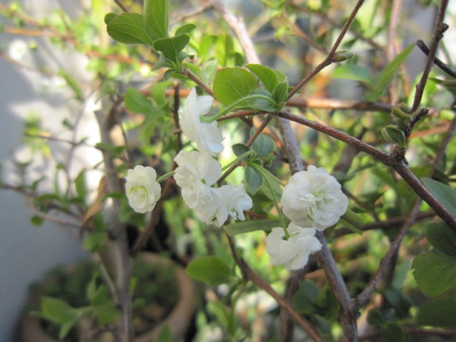 c0202870_1719894.jpg