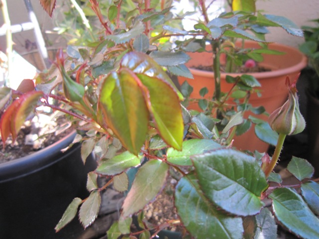 c0202870_1741769.jpg