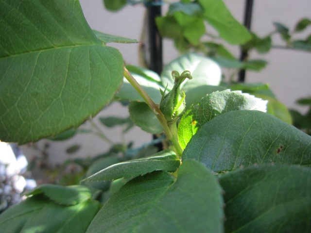 c0202870_1765991.jpg