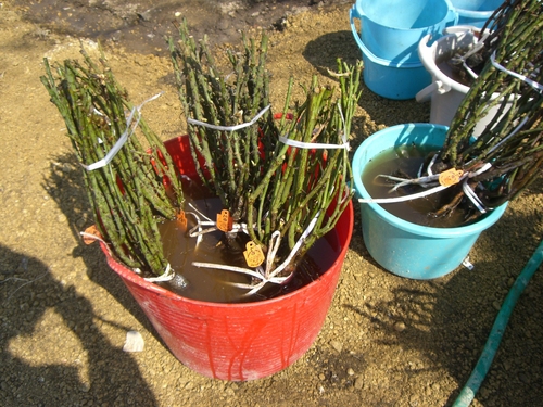 c0078586_22153830.jpg