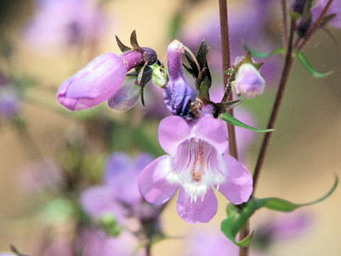 a0088007_18543753.jpg