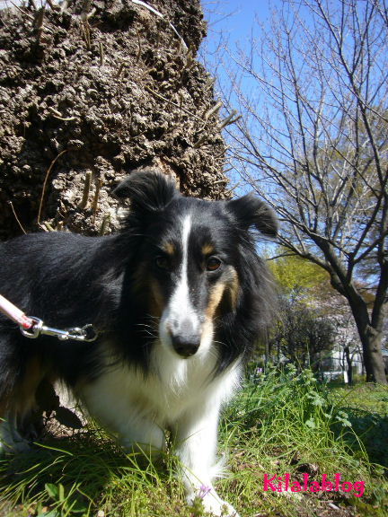 e0130008_191584.jpg