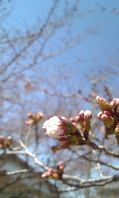 c0117621_037185.jpg