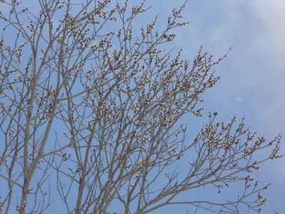 a0191728_843362.jpg