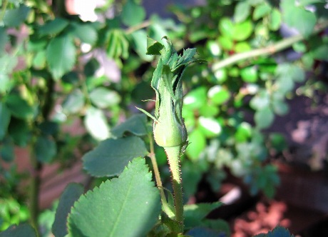 b0149340_2036159.jpg