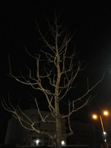 a0150848_784928.jpg