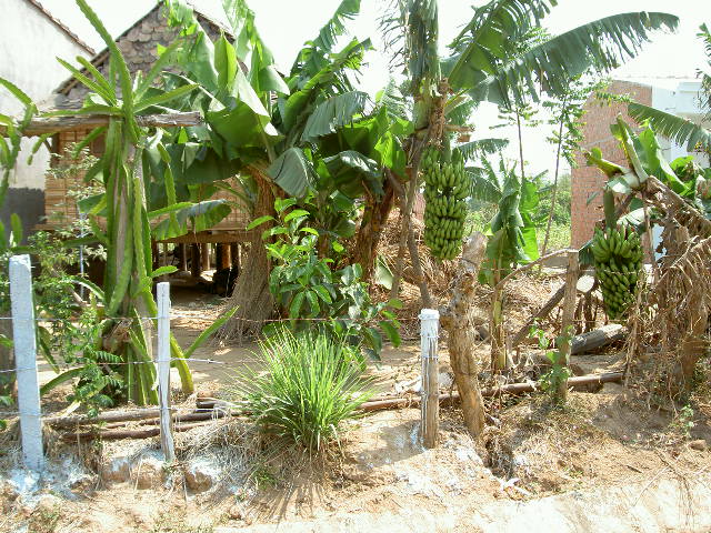 e0205478_156976.jpg