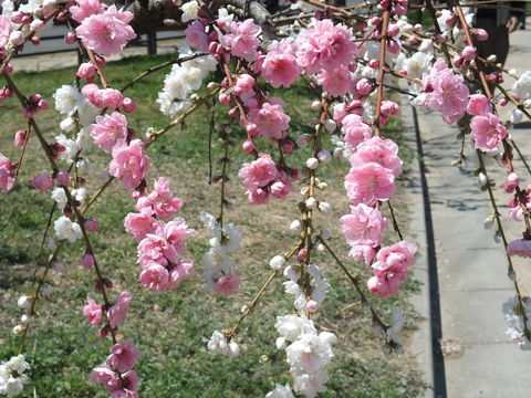 b0044296_191429100.jpg