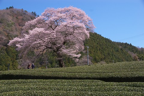 a0023397_20533810.jpg