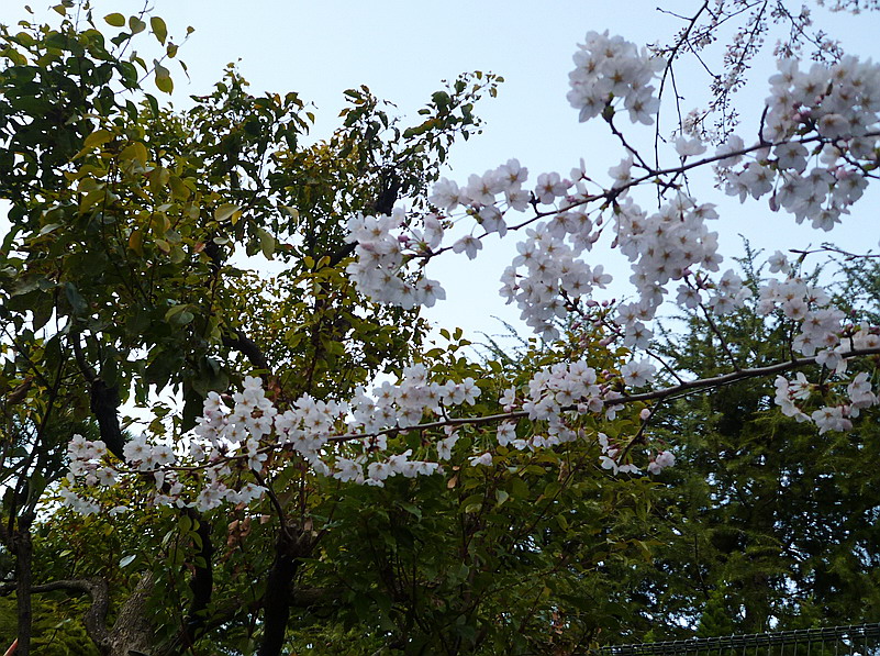 c0138198_1131365.jpg