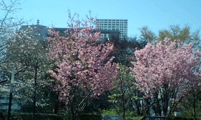 d0054704_2493149.jpg