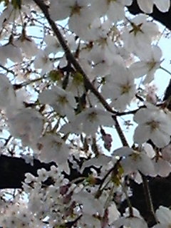 b0185330_227246.jpg