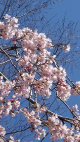 c0100534_88333.jpg