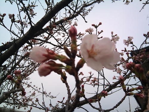 a0034438_10561911.jpg