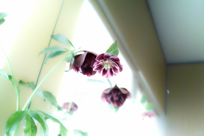 c0227239_17414686.jpg