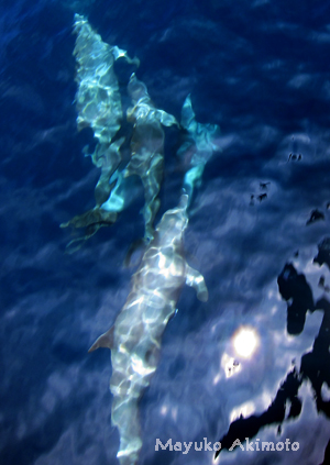 e0027447_2055311.jpg
