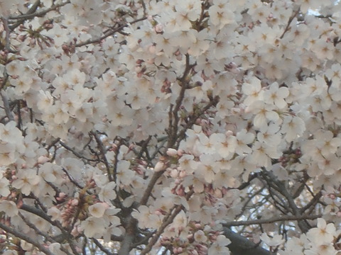 c0206352_022056.jpg