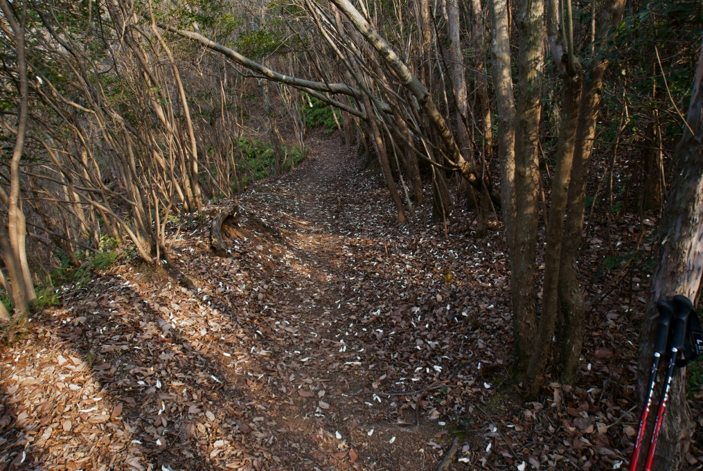 e0005253_23144874.jpg