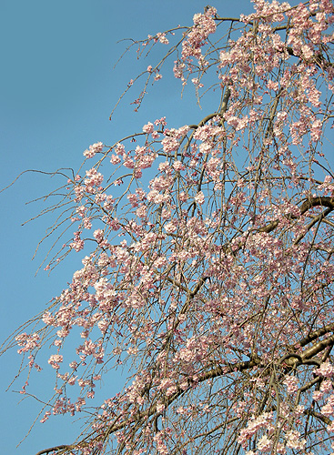 a0001354_19155562.jpg