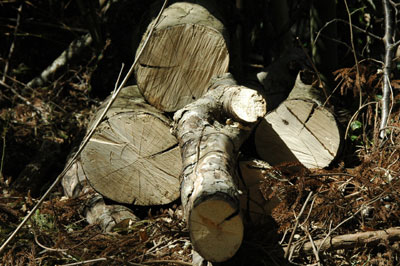 c0050264_138177.jpg