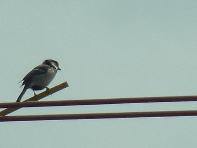 b0185771_1758410.jpg