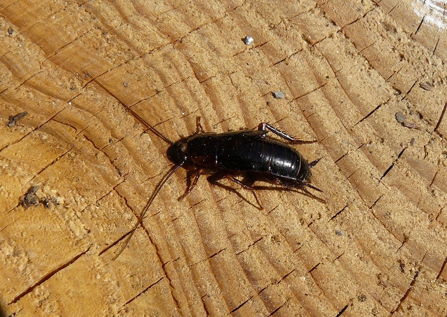 d0019074_1358342.jpg