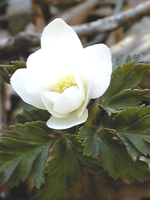 e0118274_19122491.jpg