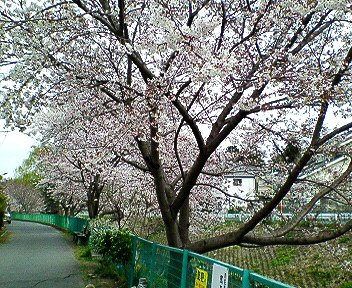 c0014187_21125332.jpg