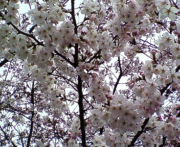 c0014187_21135329.jpg