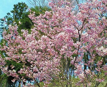 c0014187_21165315.jpg