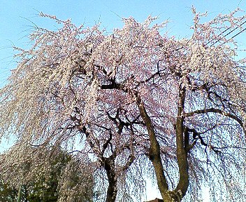 c0014187_2116961.jpg