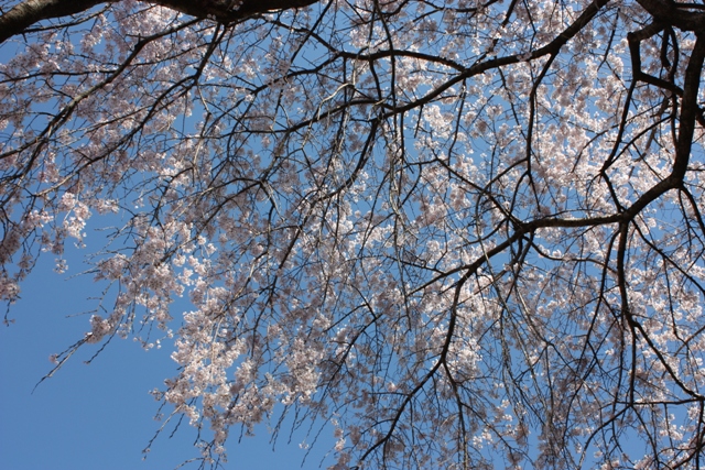 c0138908_10571433.jpg