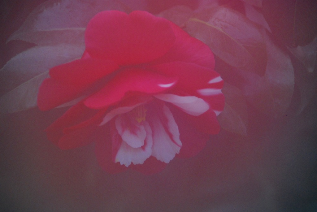 d0109428_19211975.jpg