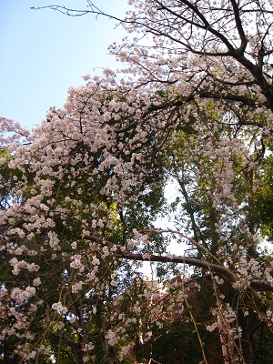d0062132_1719296.jpg