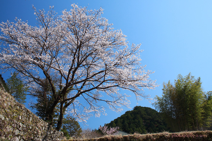 e0083238_1217753.jpg