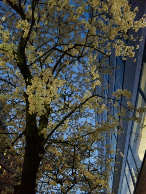 a0125846_1233598.jpg