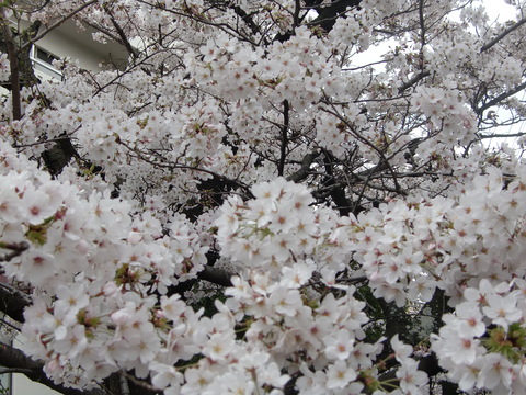 c0206352_19552243.jpg