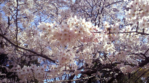 a0194873_2191226.jpg