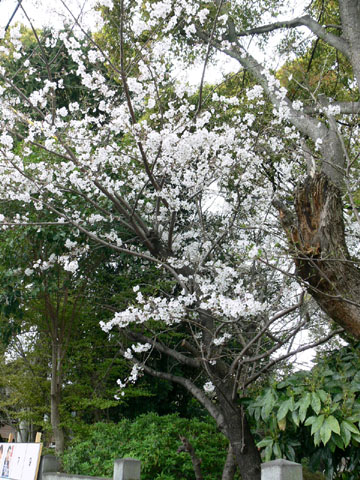c0166293_16371785.jpg