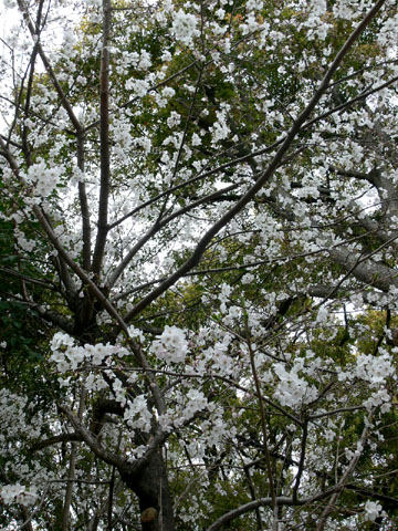 c0166293_16374473.jpg