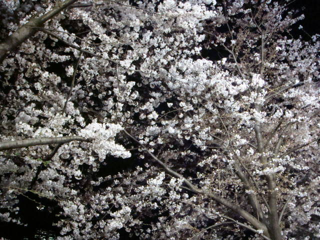 d0098295_2371967.jpg