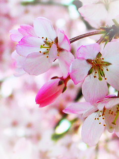 c0074000_22352533.jpg