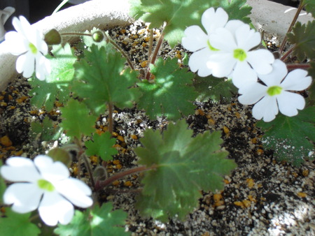 c0227800_6305423.jpg