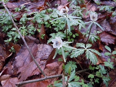 c0117007_2020279.jpg